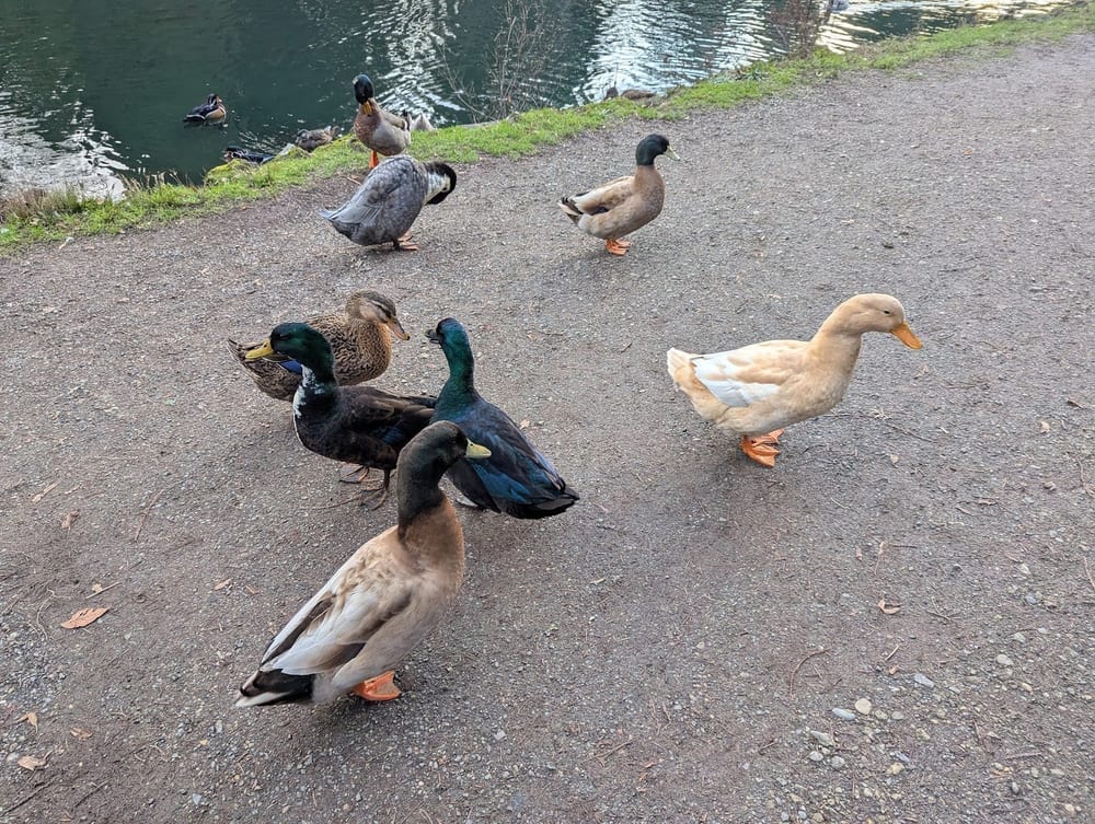 Laurelhurst Park, photo 3