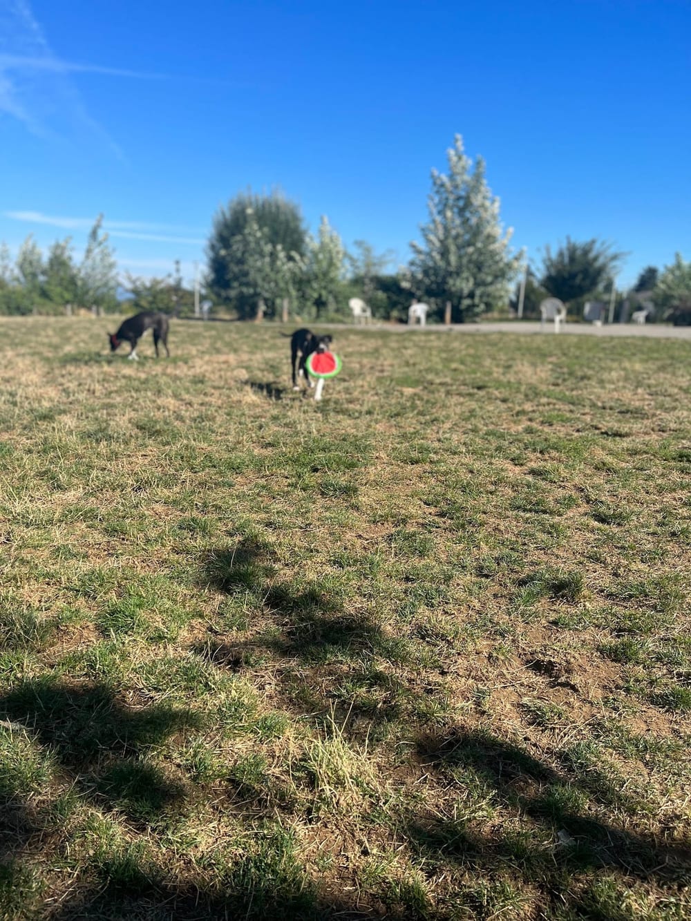 Luuwit View Dog Park, photo 3