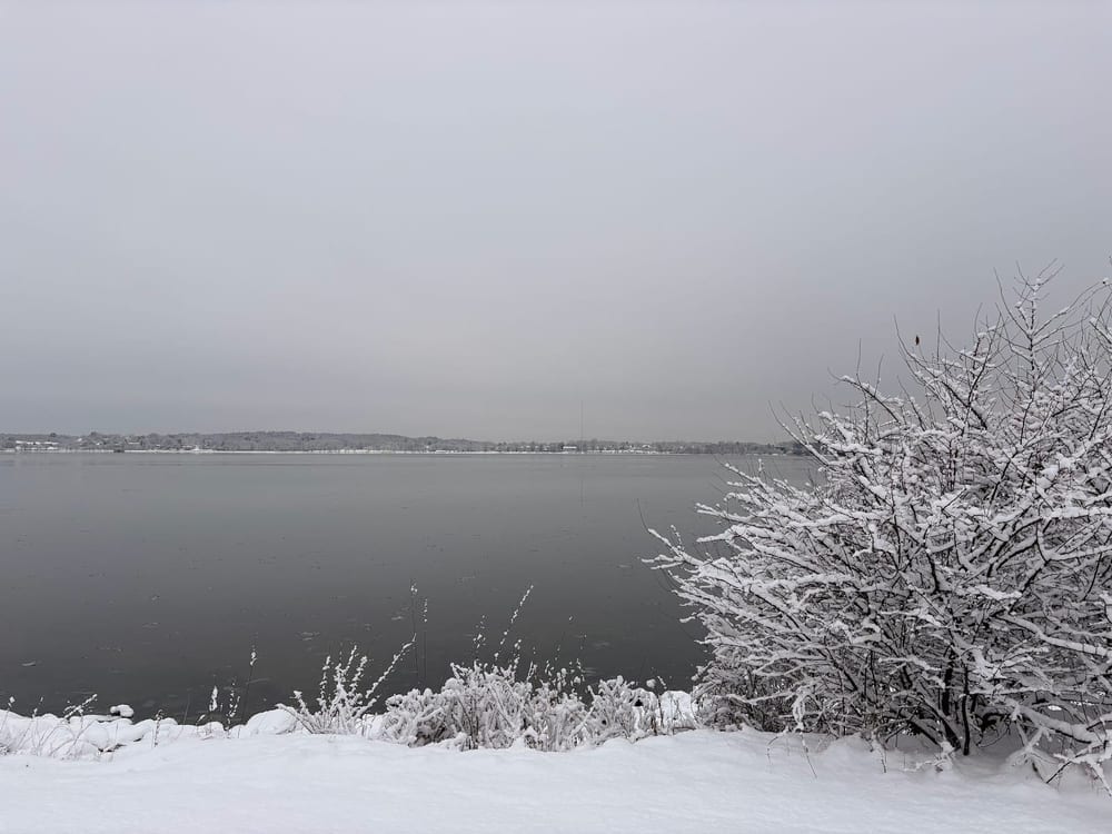 Back Cove Park, photo 2