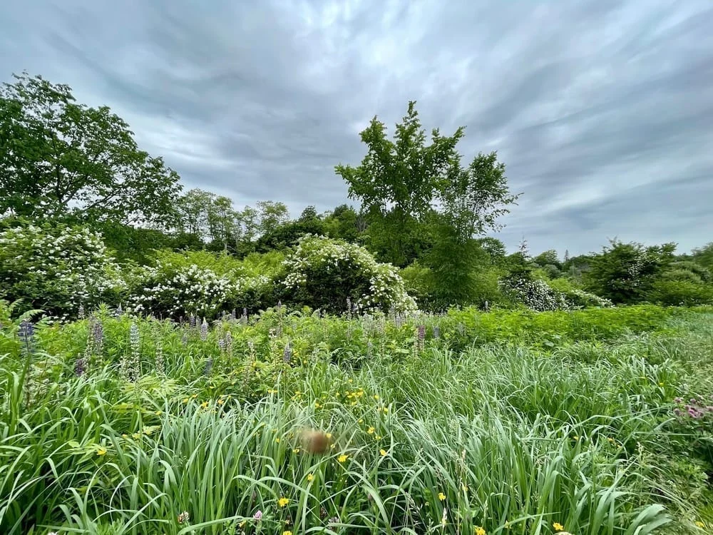 Capisic Pond Park, photo 2
