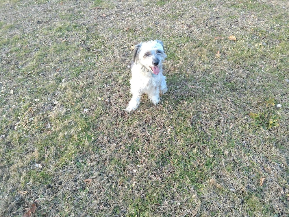 Merrymeeting Dog Park, photo 3