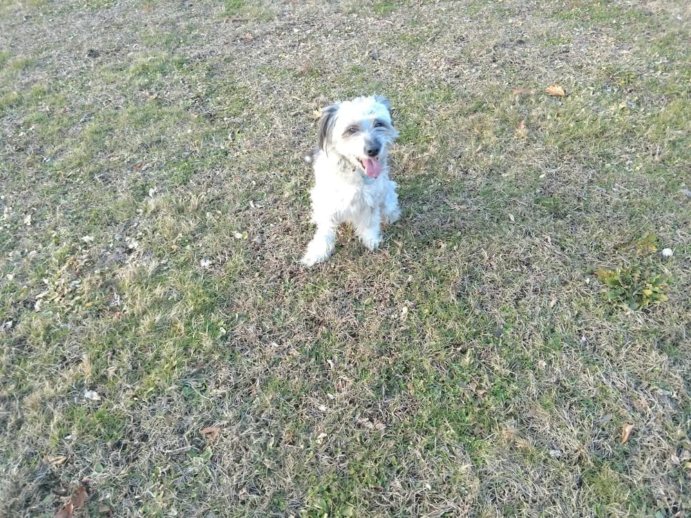 Merrymeeting Dog Park, photo 3