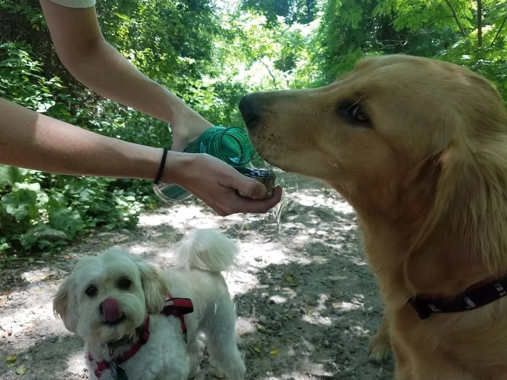 Quarry Run Dog Park, photo 2