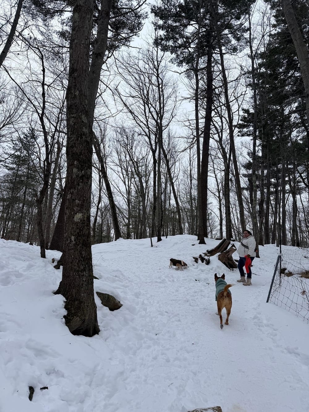 Quarry Run Dog Park, photo 3