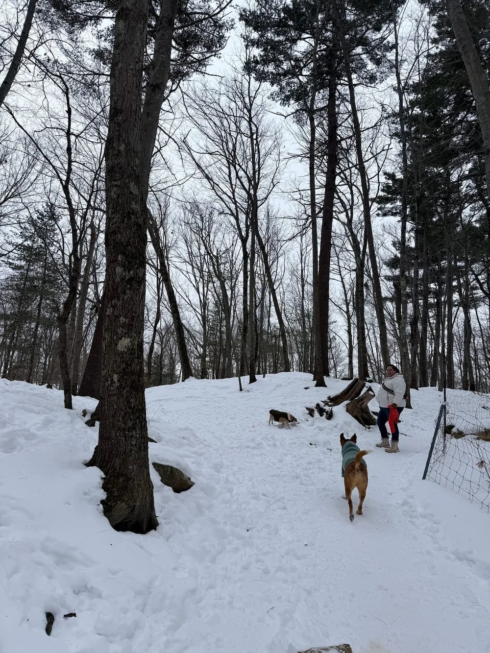 Quarry Run Dog Park, photo 3