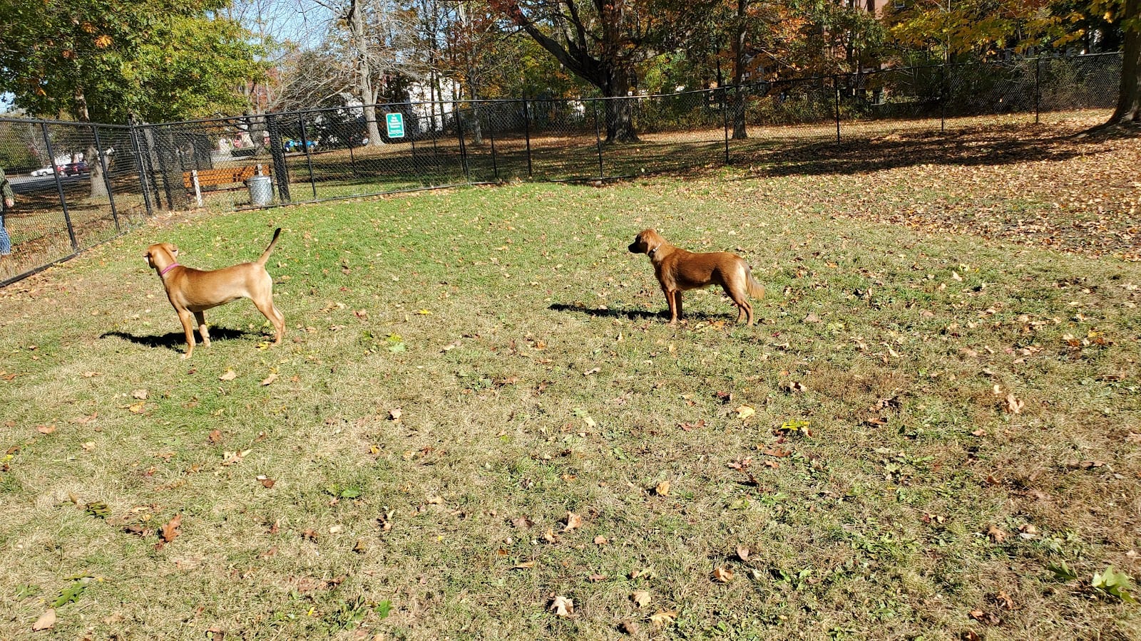Saco Dog Park