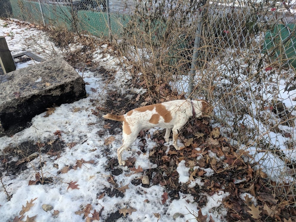 Valley Street Dog Park, photo 3