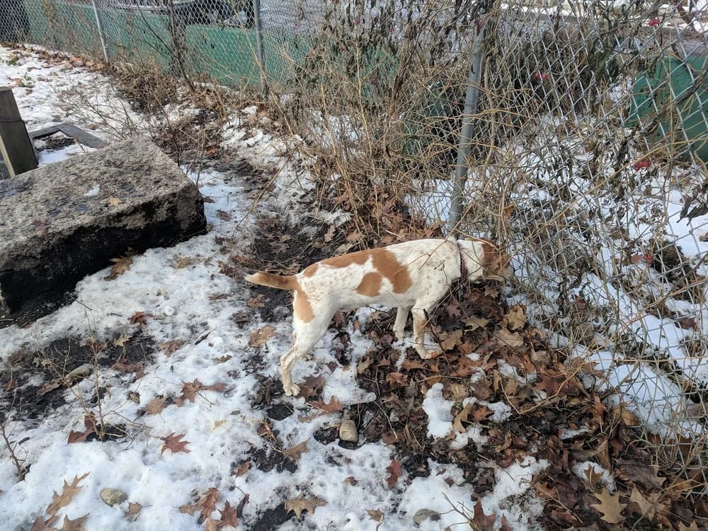 Valley Street Dog Park, photo 3