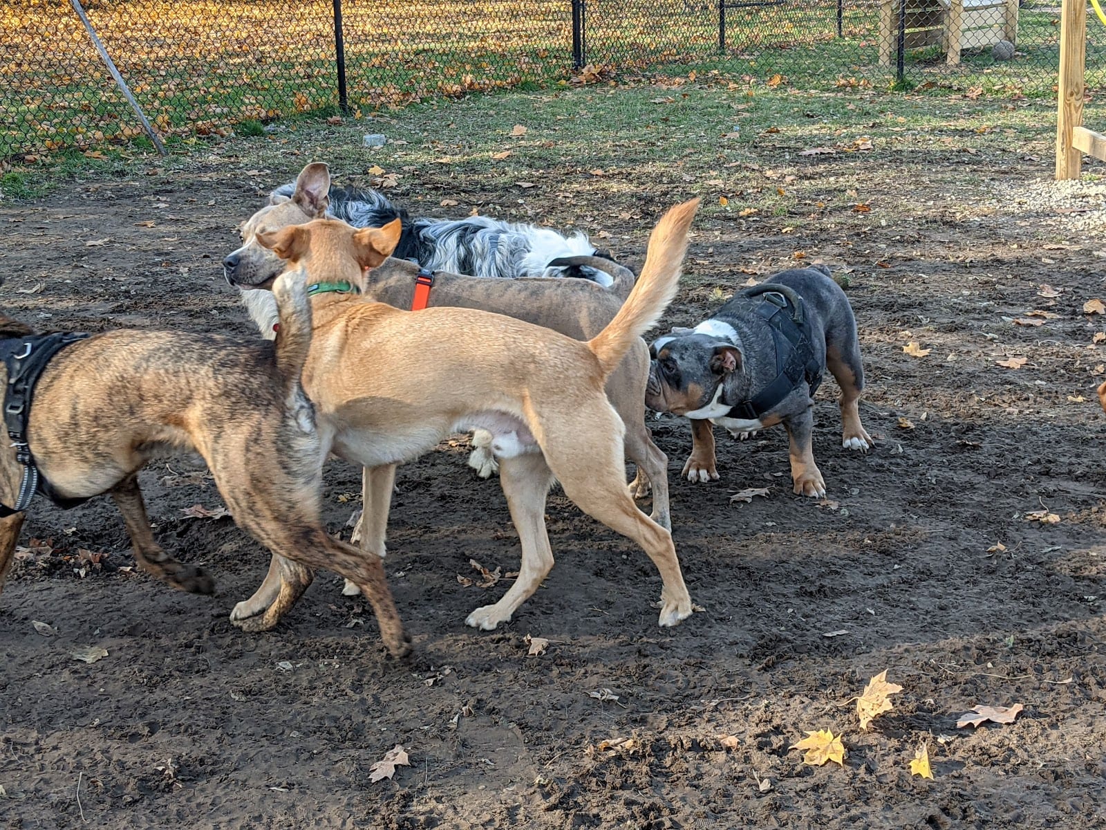 Westbrook Dog Park
