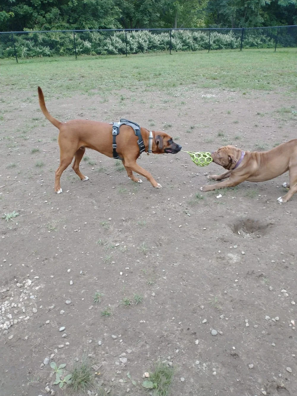 Westbrook Dog Park, photo 2