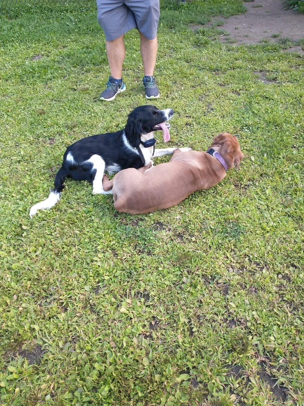 Westbrook Dog Park, photo 3