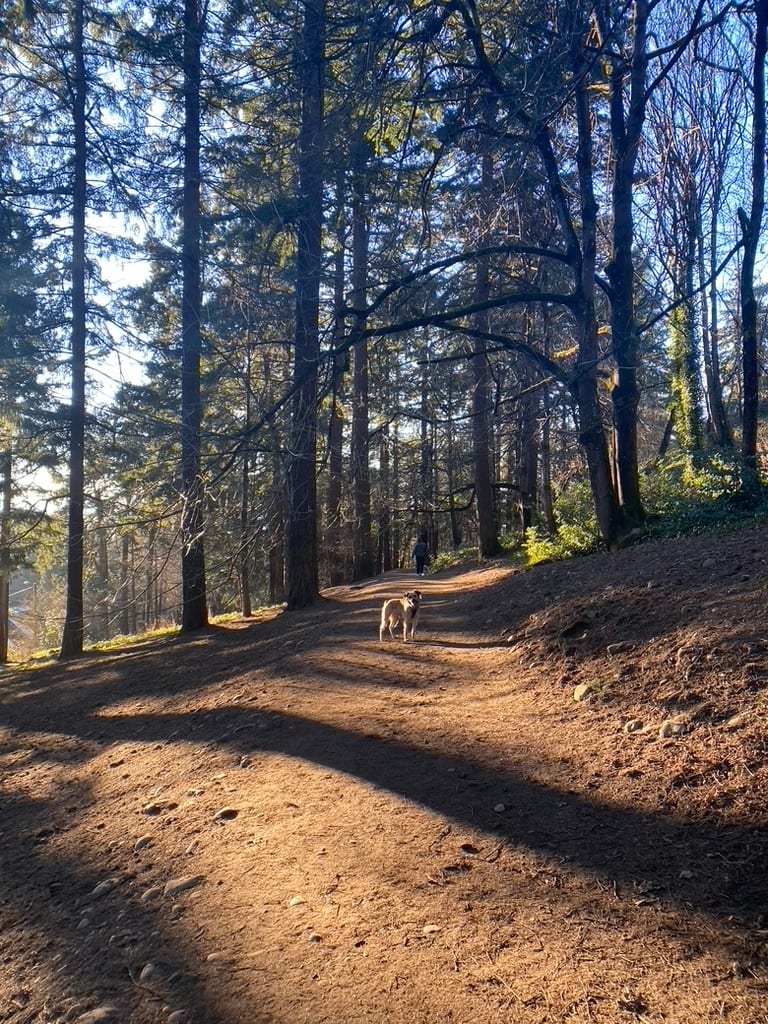Mt Tabor Park Off-Leash Dog Area