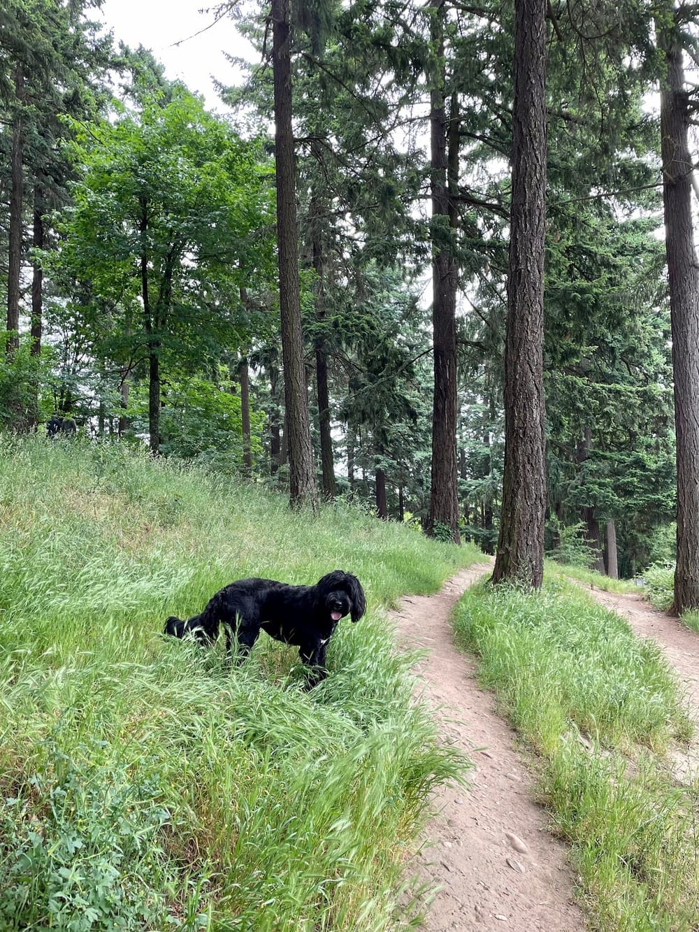 Mt Tabor Park Off-Leash Dog Area, photo 2