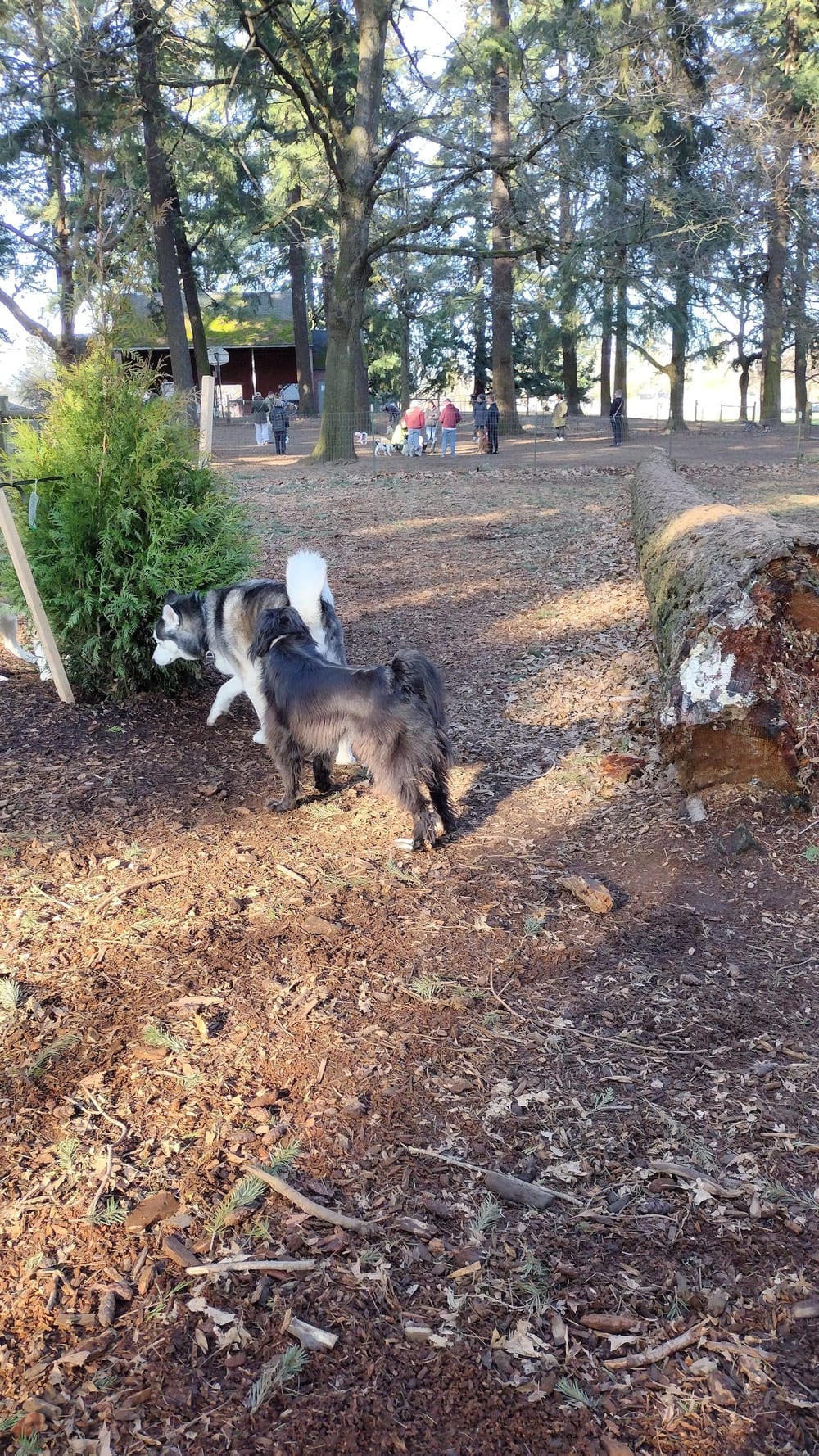 Normandale Dog Park, photo 2