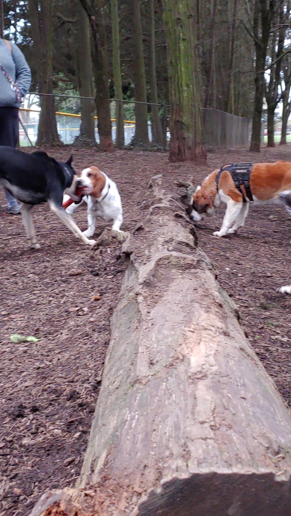 Normandale Dog Park, photo 3