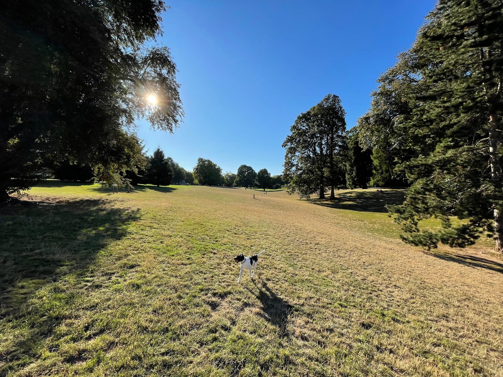 Off-Leash Area of Fernhill Park