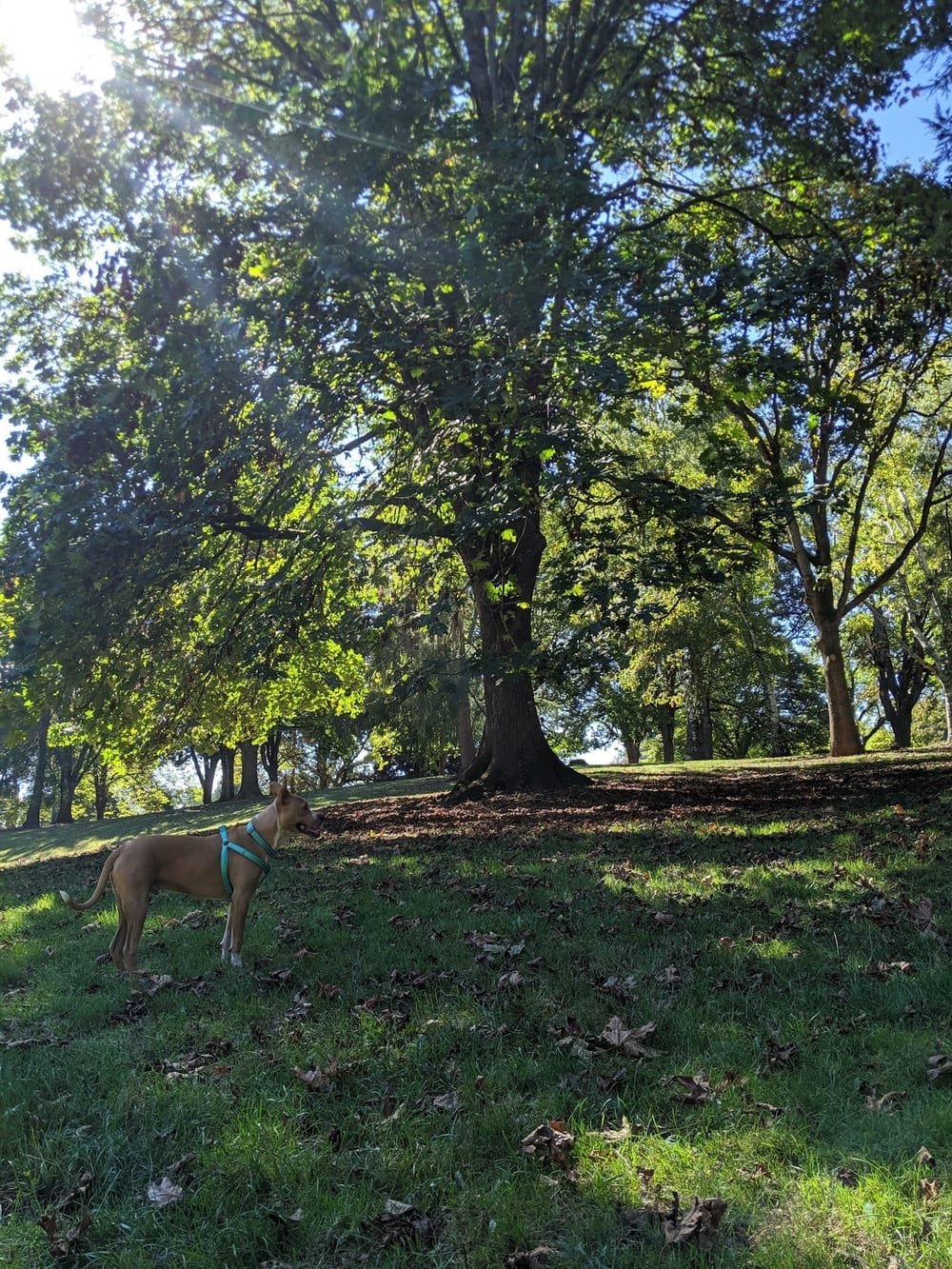 Off-Leash Area of Fernhill Park, photo 2