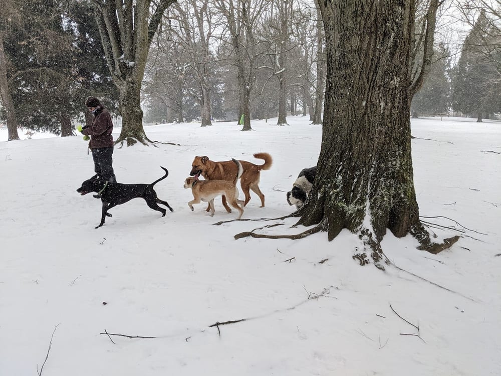 Off-Leash Area of Fernhill Park, photo 3