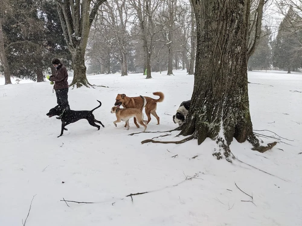 Off-Leash Area of Fernhill Park, photo 3