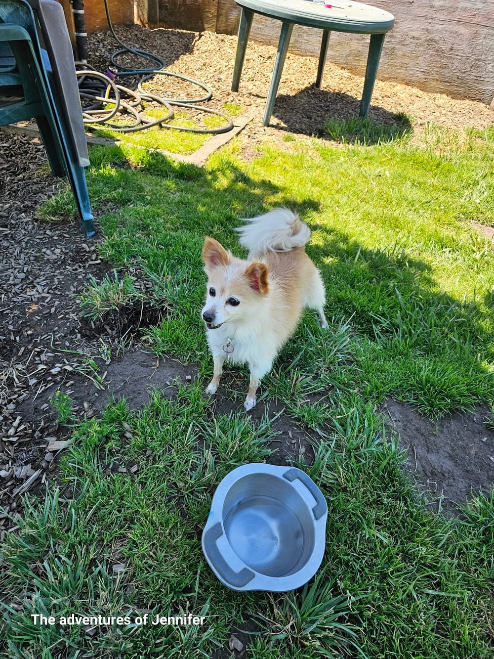 Potso Dog Park, photo 3