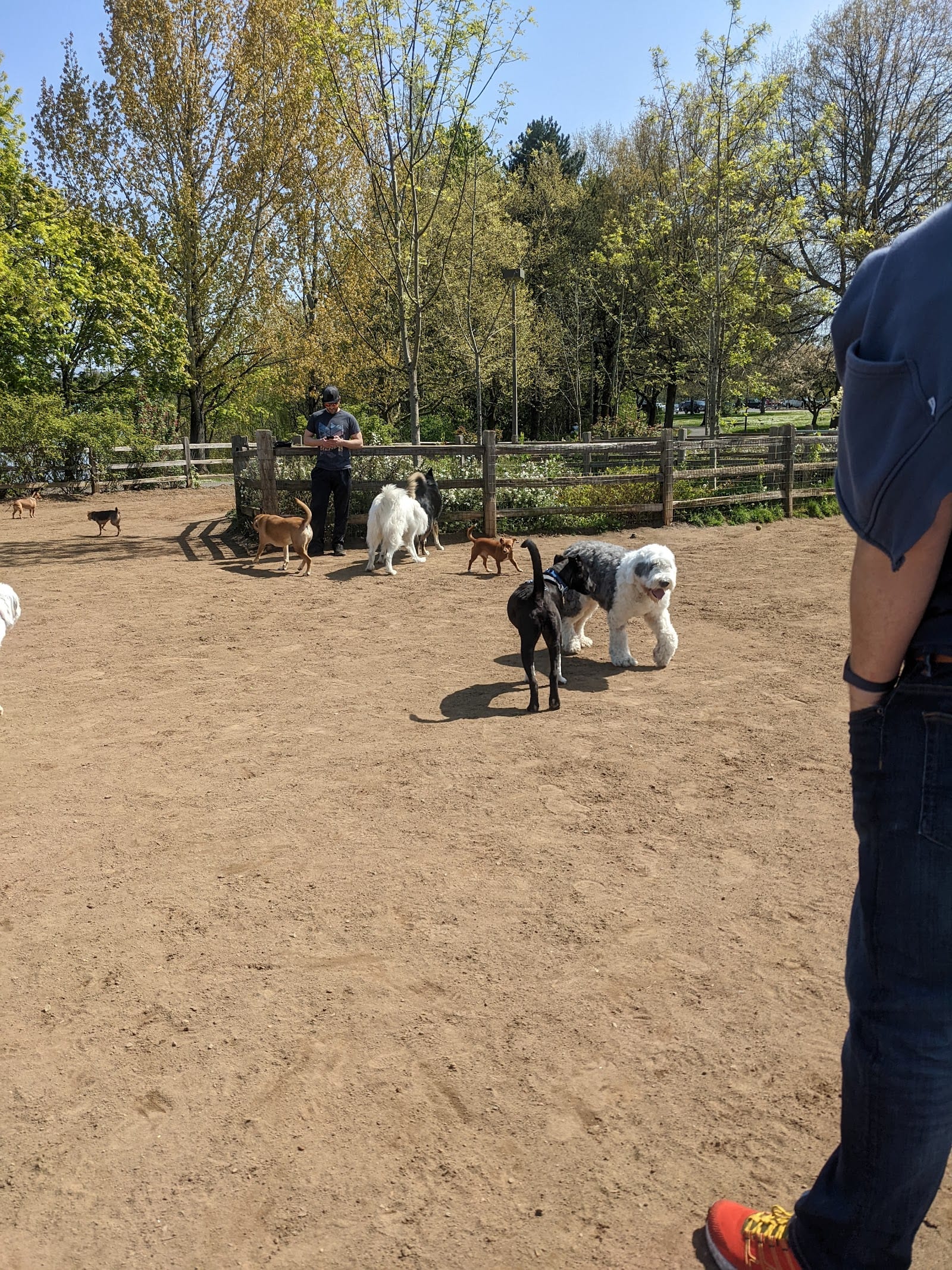 Willamette Park Off-Leash Dog Area