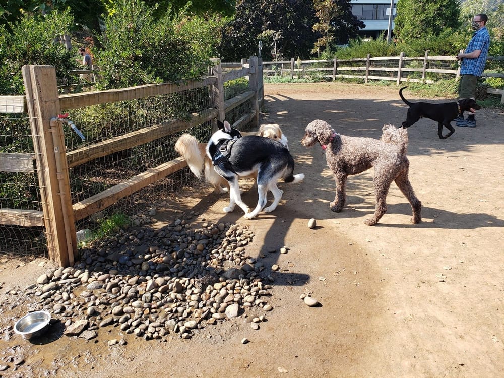 Willamette Park Off-Leash Dog Area, photo 3