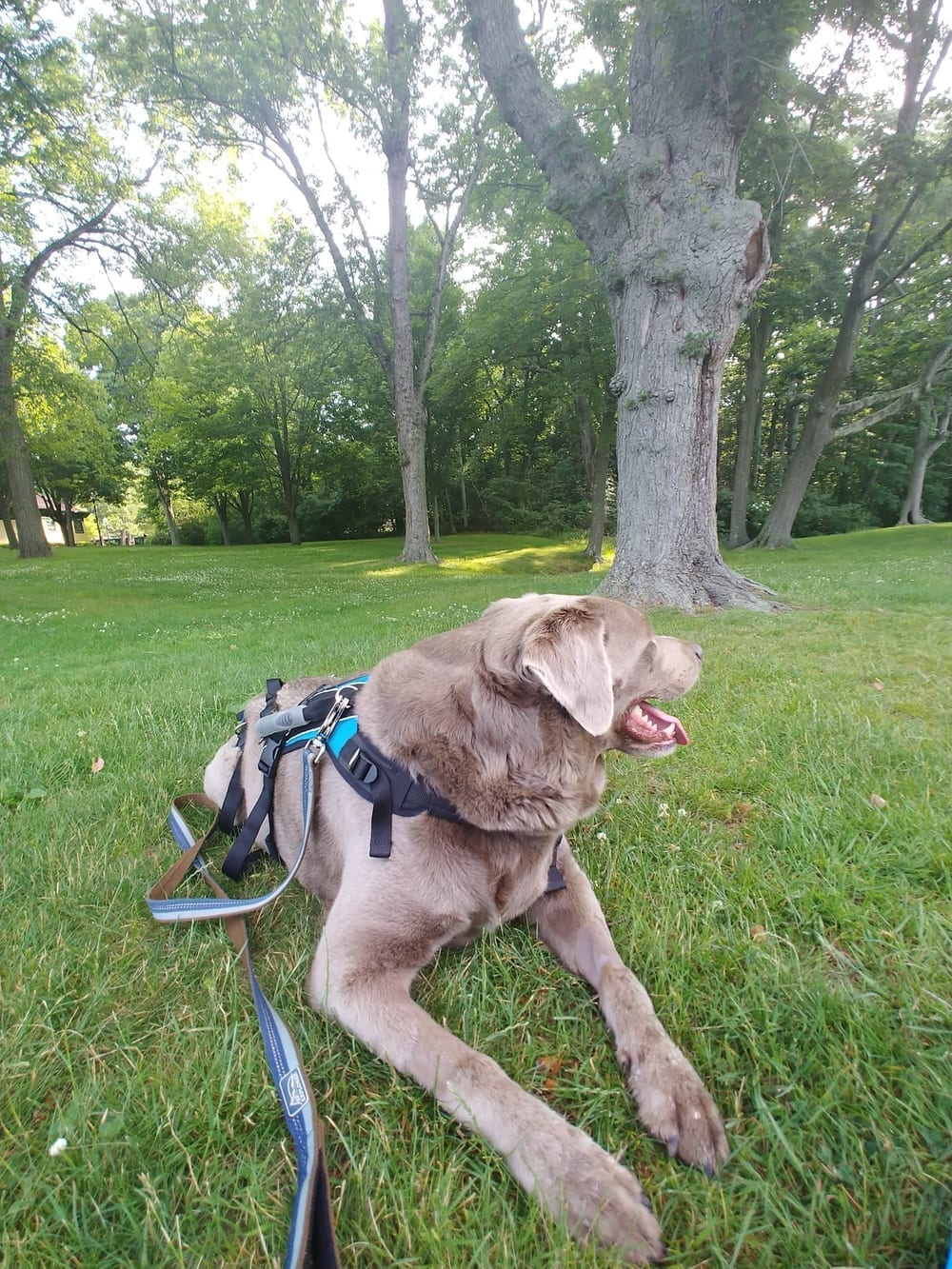 Pawtucket Dog Park (at Slater Park), photo 3
