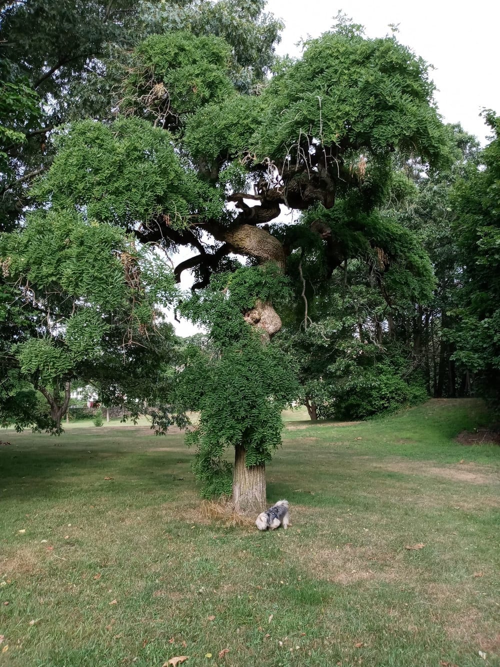 Wanskuck Park, photo 3