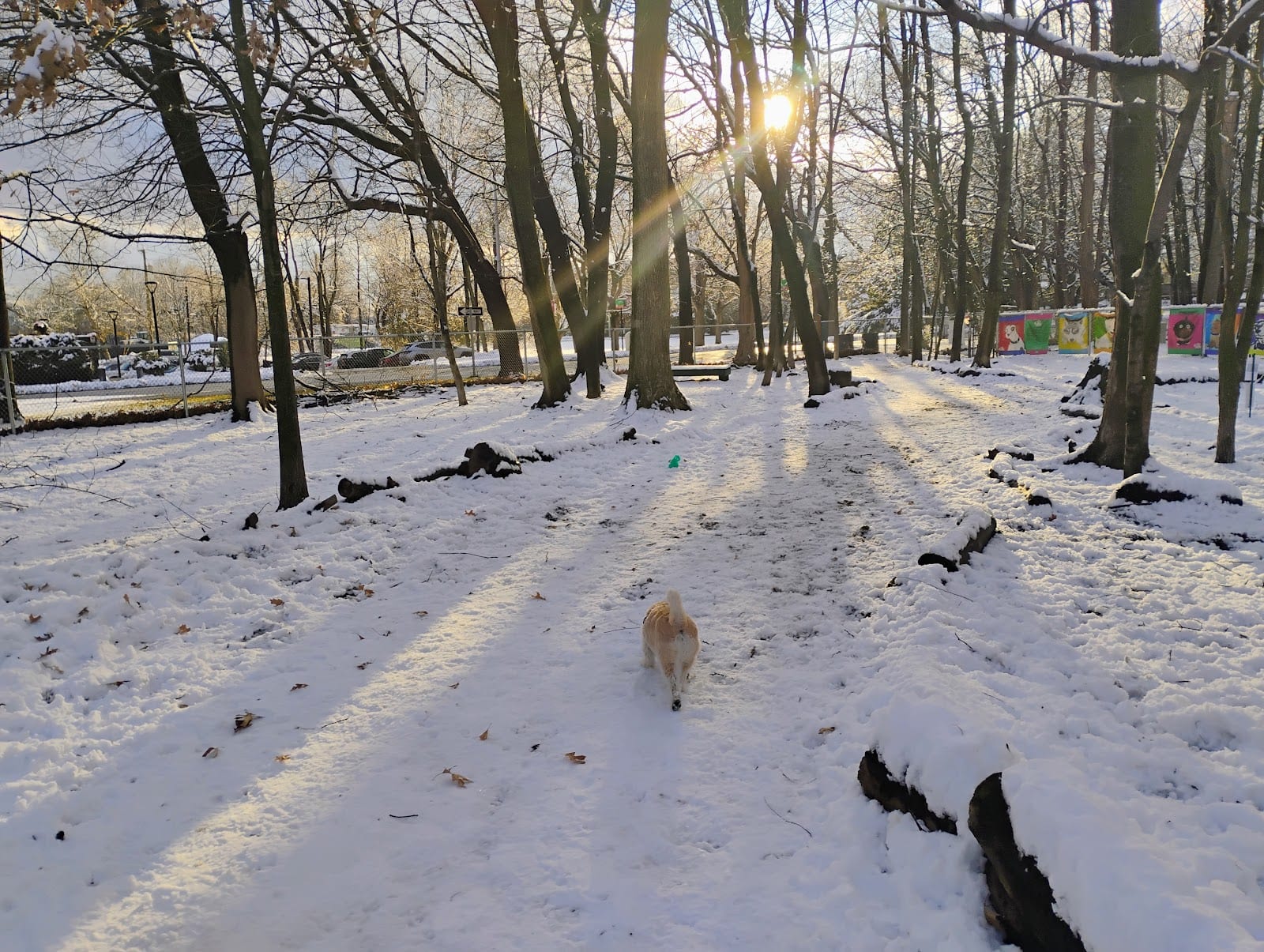 Dog park in Providence