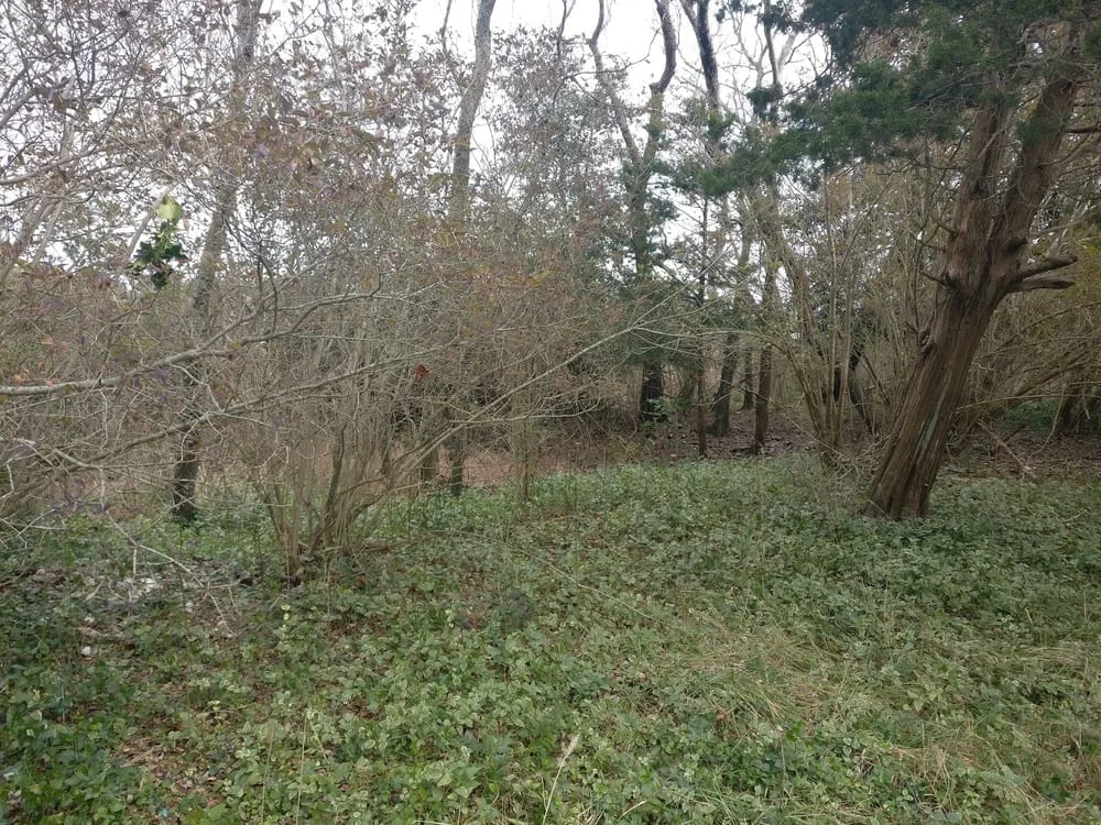 Great Marsh Preserve, photo 2