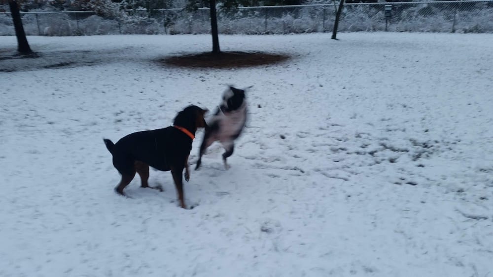 Lewes Unleashed Dog Park Private Park, photo 2