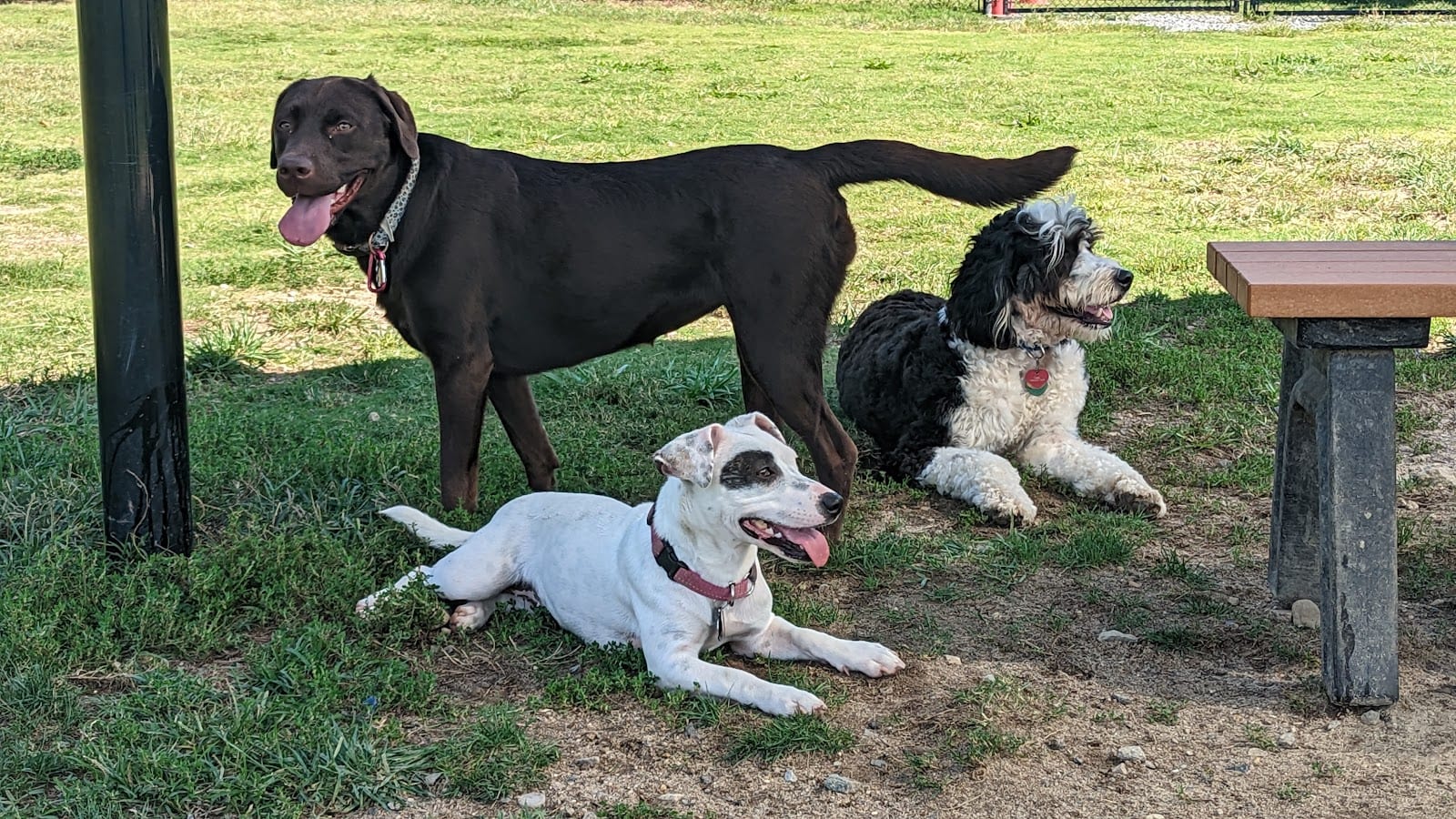 Lewes Unleashed Dog Park Private Park