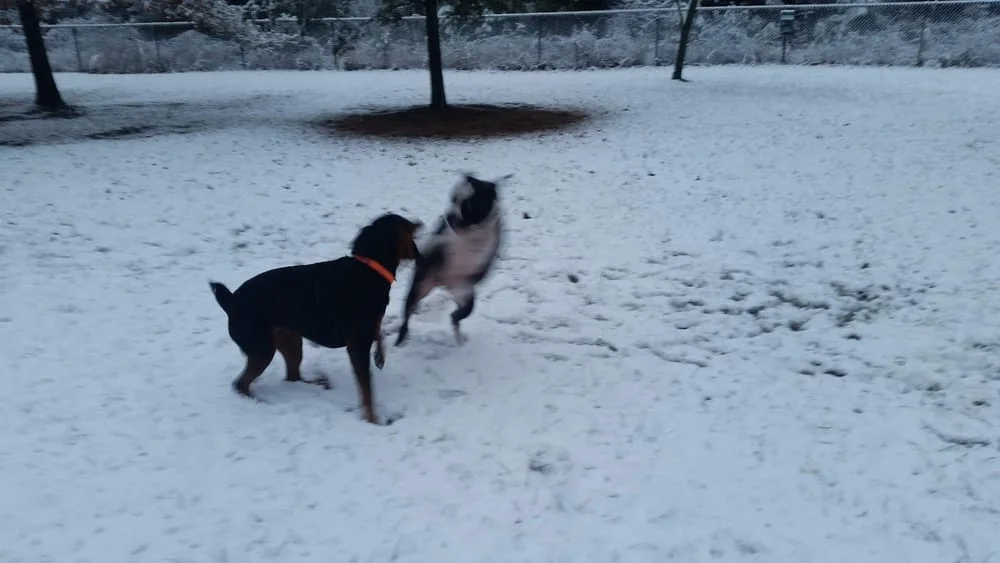 Lewes Unleashed Dog Park, photo 2