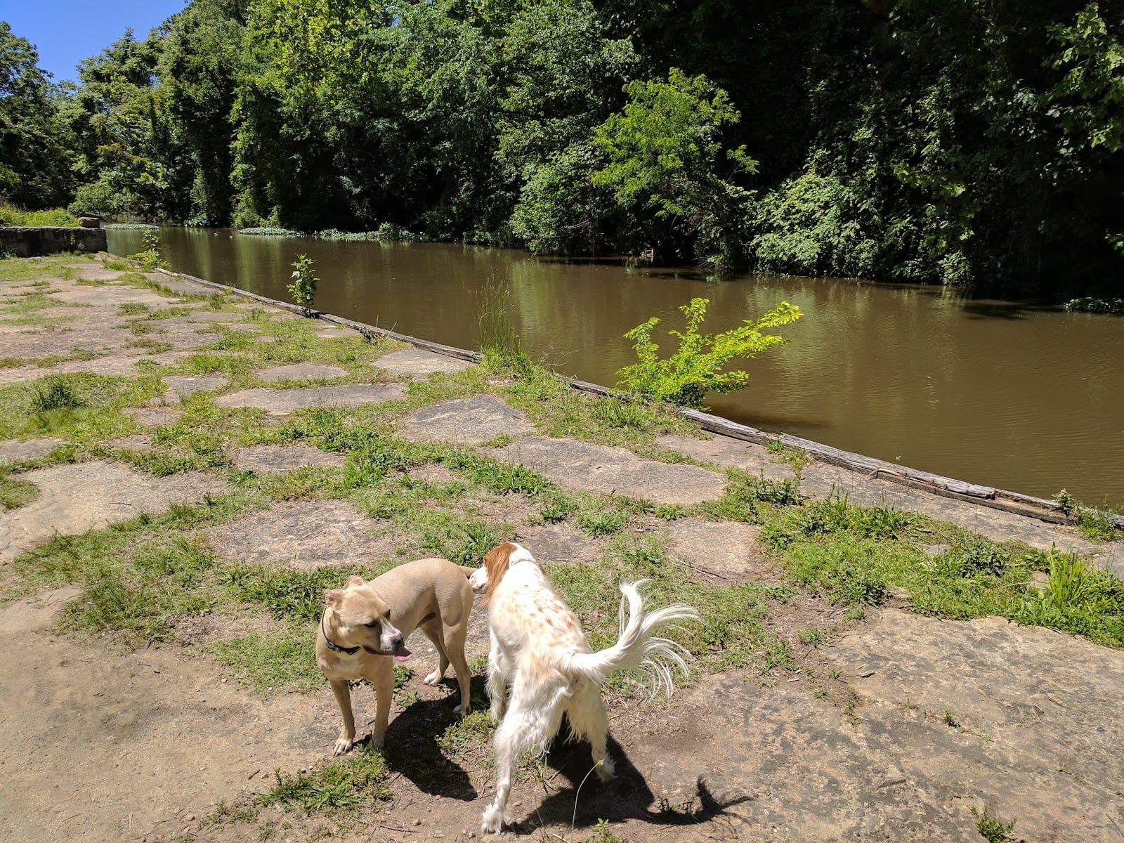 Dog park in Richmond