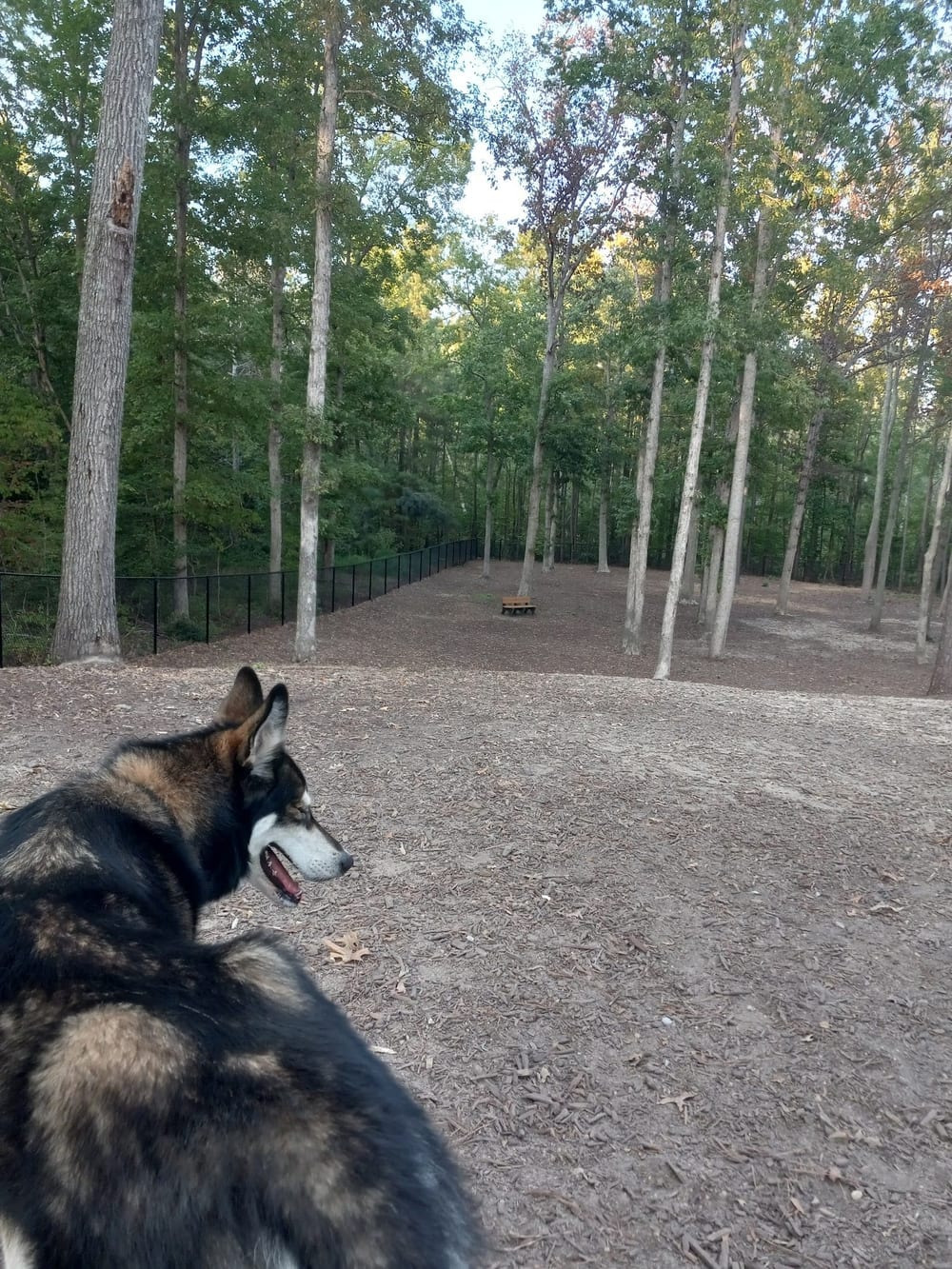 Chester Dog Park, photo 3