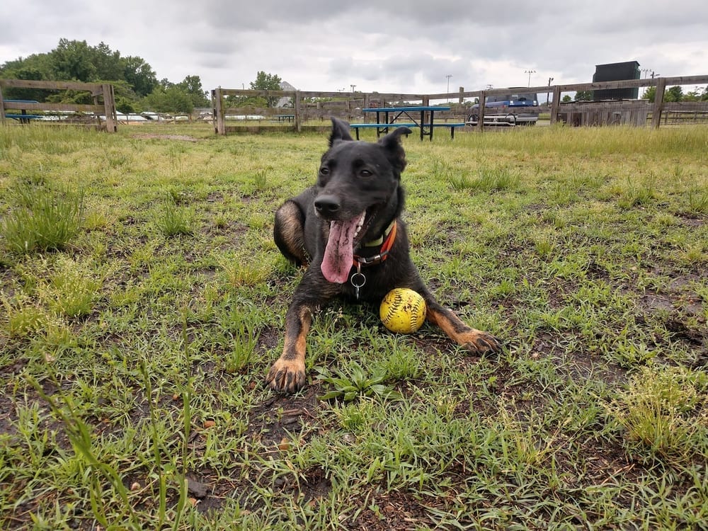 Northside Dog Park, photo 2