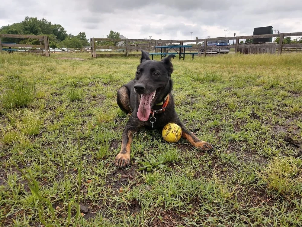 Northside Dog Park, photo 2