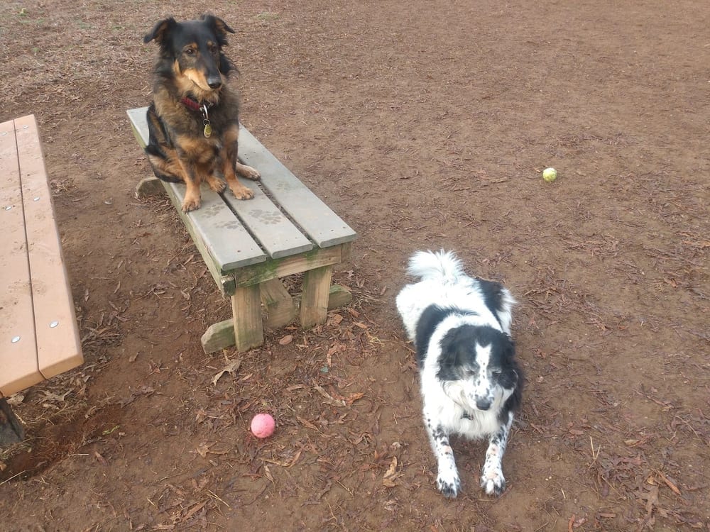 Phideaux Dog Park, photo 2