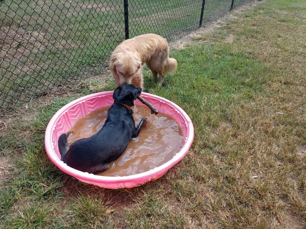 Phideaux Dog Park, photo 3