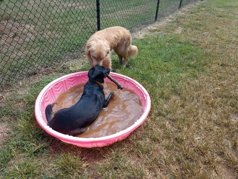 Phideaux Dog Park, photo 3