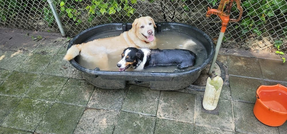 Pole Green Dog Park, photo 3