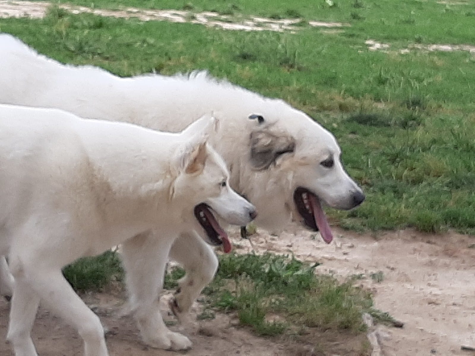 Taylor Park Dog Park