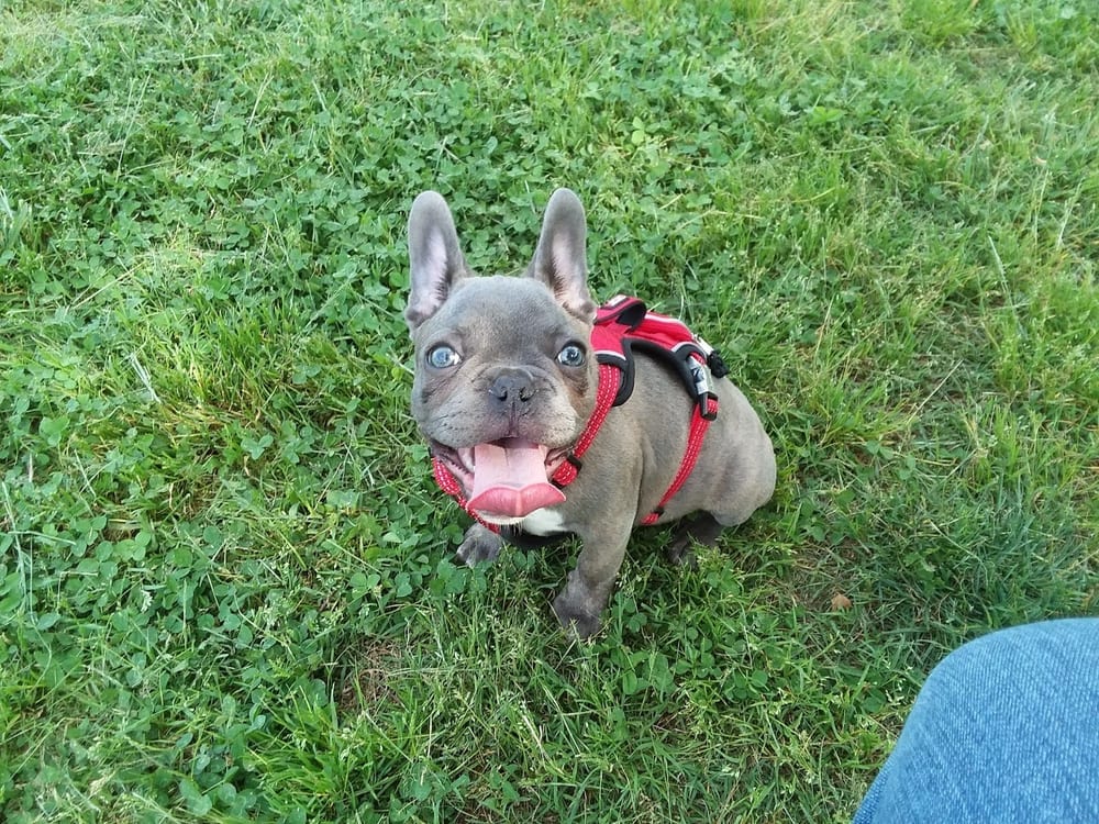 Taylor Park Dog Park, photo 2