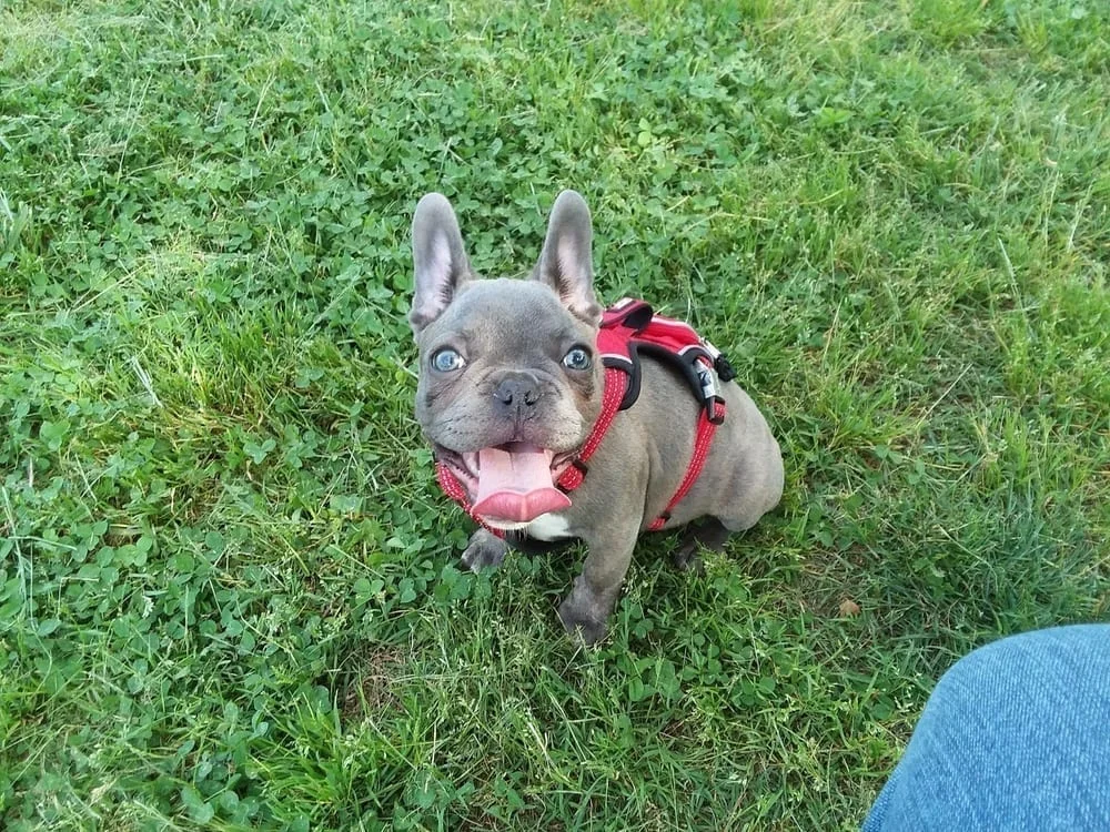 Taylor Park Dog Park, photo 2