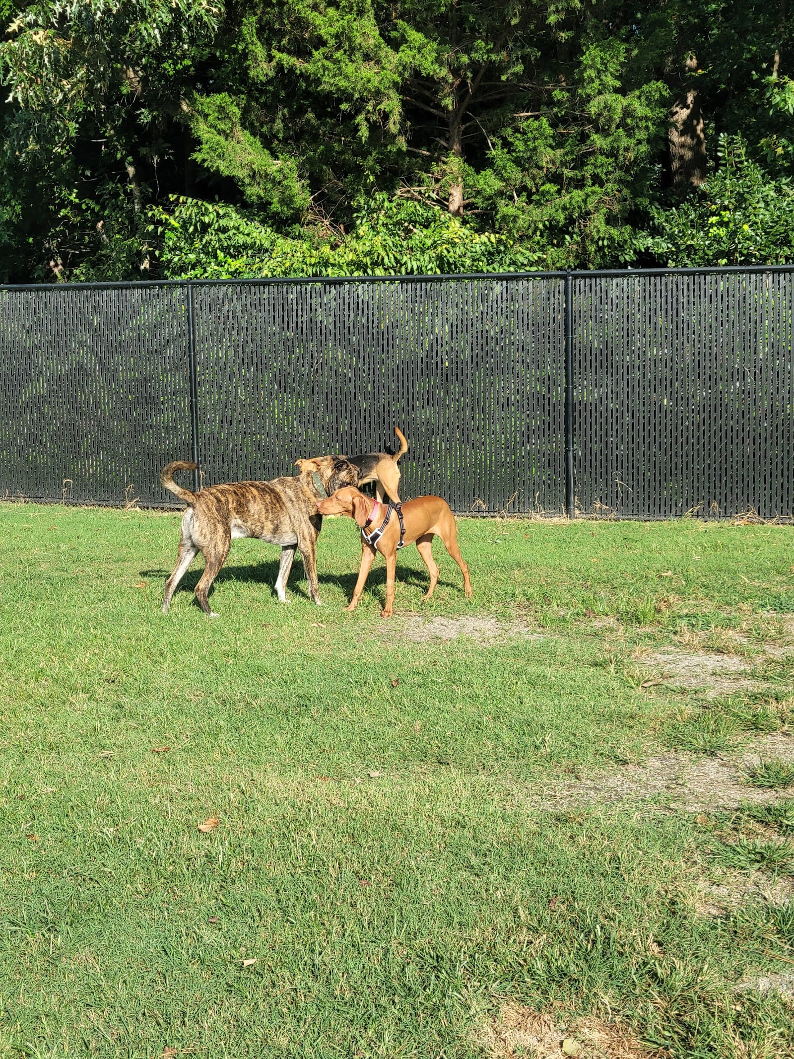 The Clover Hill Dog Park