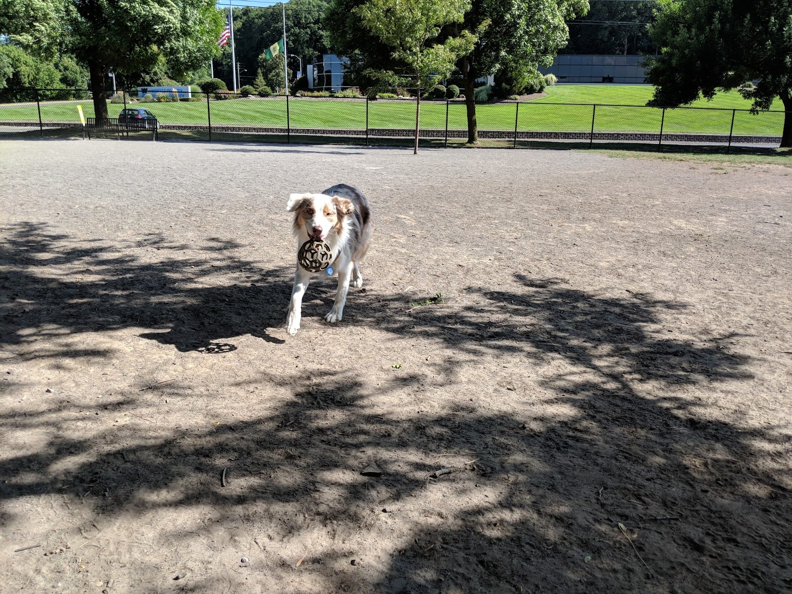 Cobbs Hill Dog Park
