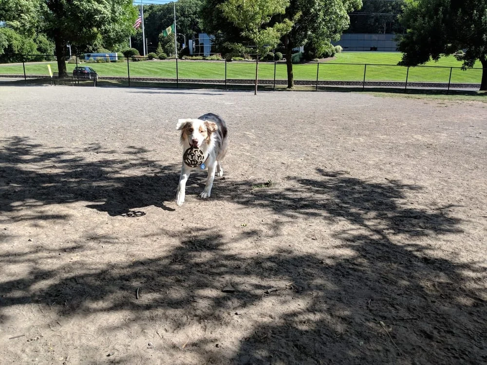 Cobbs Hill Dog Park, photo 3