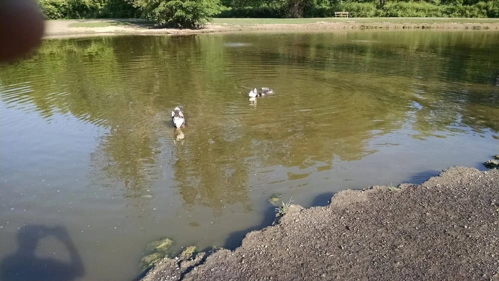 Ellison Dog Park, photo 2