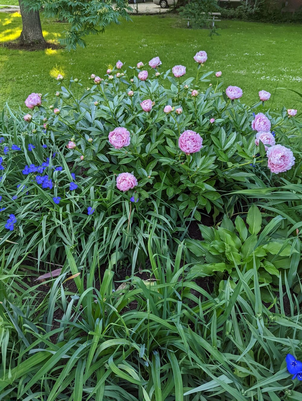 Goodwin Park, photo 2