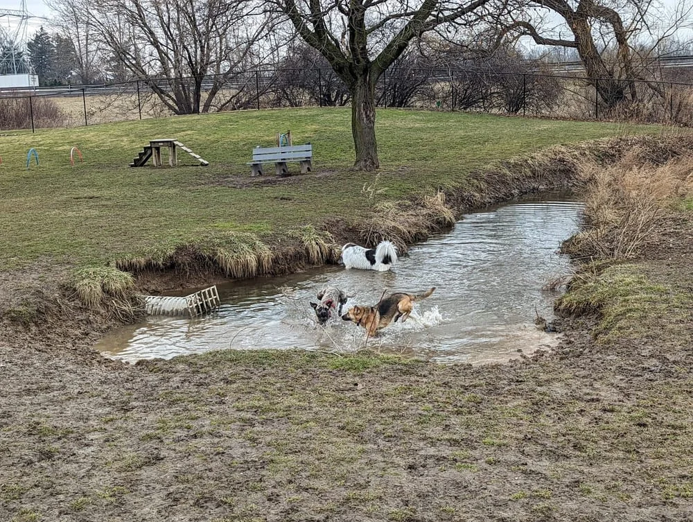 Henrietta Dog Park, photo 2